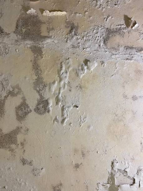 Best Mold Testing  in Minonk, IL