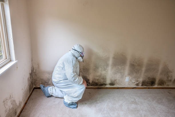 Best Toxic Mold Removal  in Minonk, IL