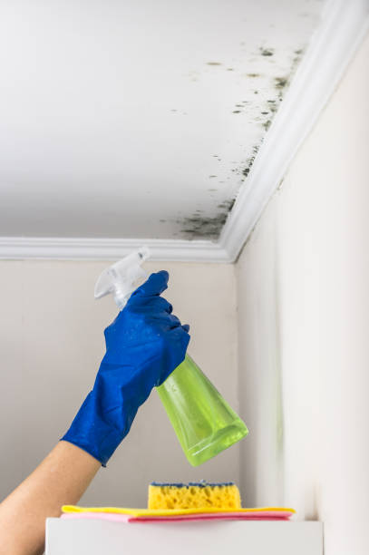 Best Professional Mold Removal  in Minonk, IL