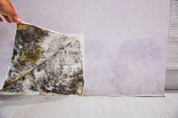 Best Residential Mold Removal  in Minonk, IL